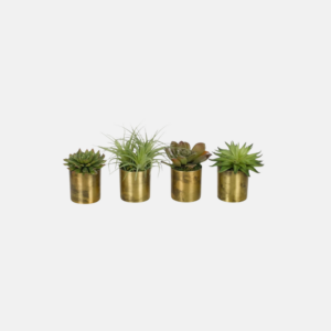 Gs400/4-Succulent