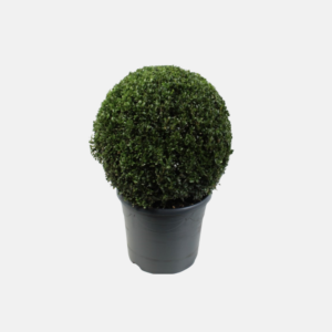 Gt042-Boxwood Uv Rated