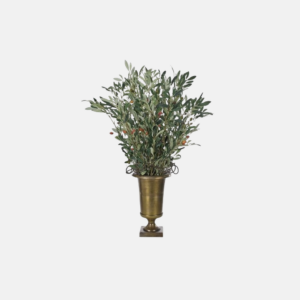 Gn539-Olive Branch