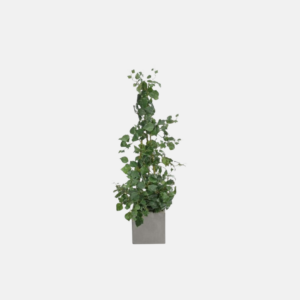 Gn415-Boston Ivy Trellis