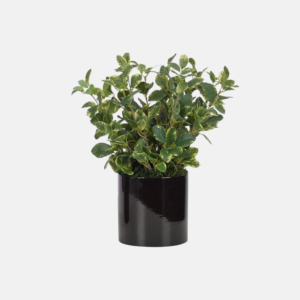 Gn939/2-Euonymus