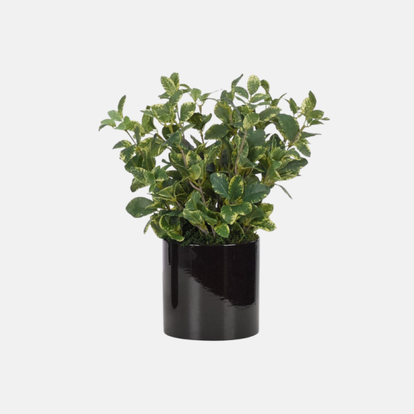 Gn939/2-Euonymus